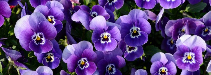Couleur pourpre signification nuances et guide d usage Adobe